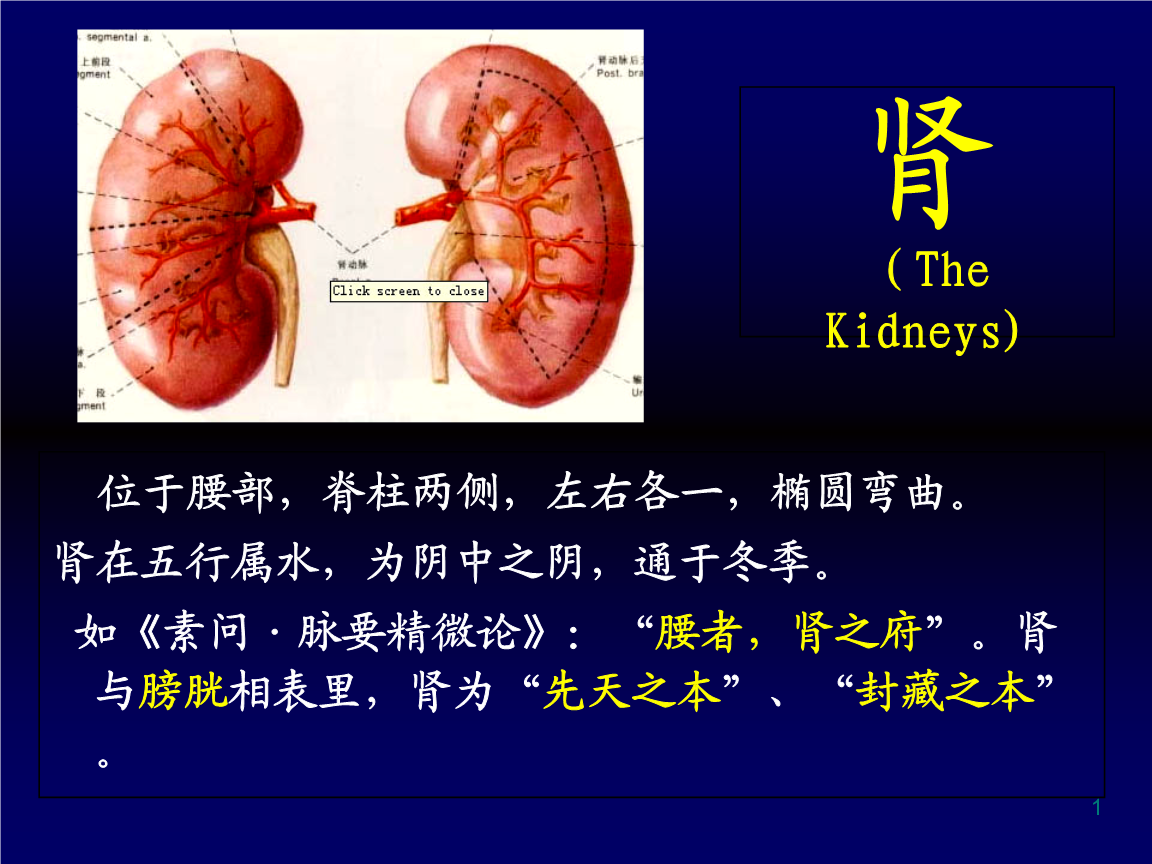 中医讲肾